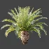 AV Plant Phoenix Canariensis Palm Tree 03 - Thumbnail 7