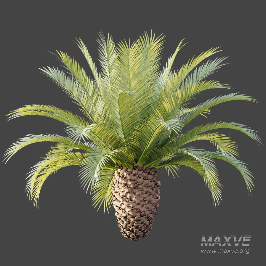 AV Plant Phoenix Canariensis Palm Tree 03 - Image 7