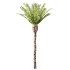 AV Plant Phoenix Canariensis Palm Tree 01 - Thumbnail 2