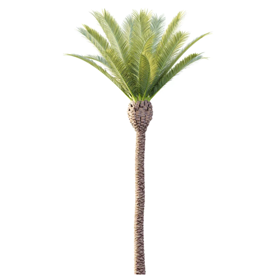 AV Plant Phoenix Canariensis Palm Tree 01 - Image 2