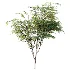 AV Plant Ziziphus Jujuba Chinesische Dattel Fruit Tree 01 - Thumbnail 1