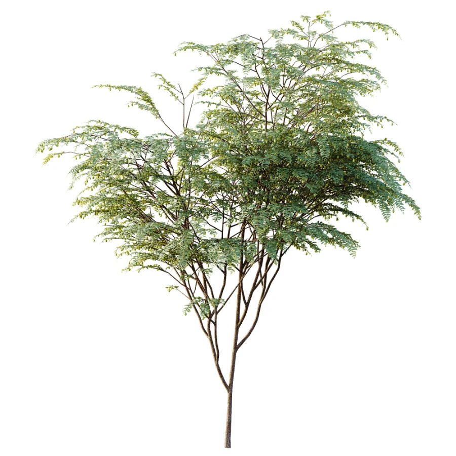 AV Plant Ziziphus Jujuba Chinesische Dattel Fruit Tree 01 - Image 1