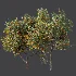 AV Plant Citrus Dancy Mandarin Tangerine Fruit Tree 01 - Thumbnail 7