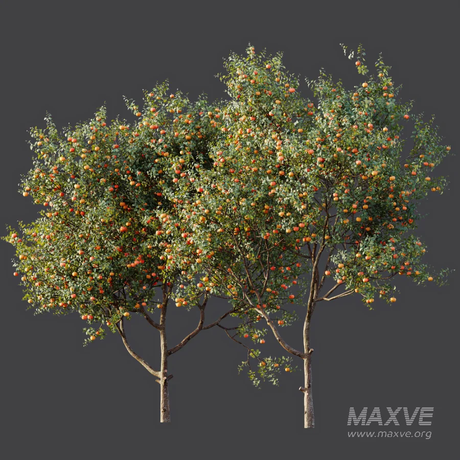 AV Plant Citrus Dancy Mandarin Tangerine Fruit Tree 01 - Image 7