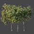 AV Plant Citrus Sinensis Orange Arancio Fruit Tree 01 - Thumbnail 11