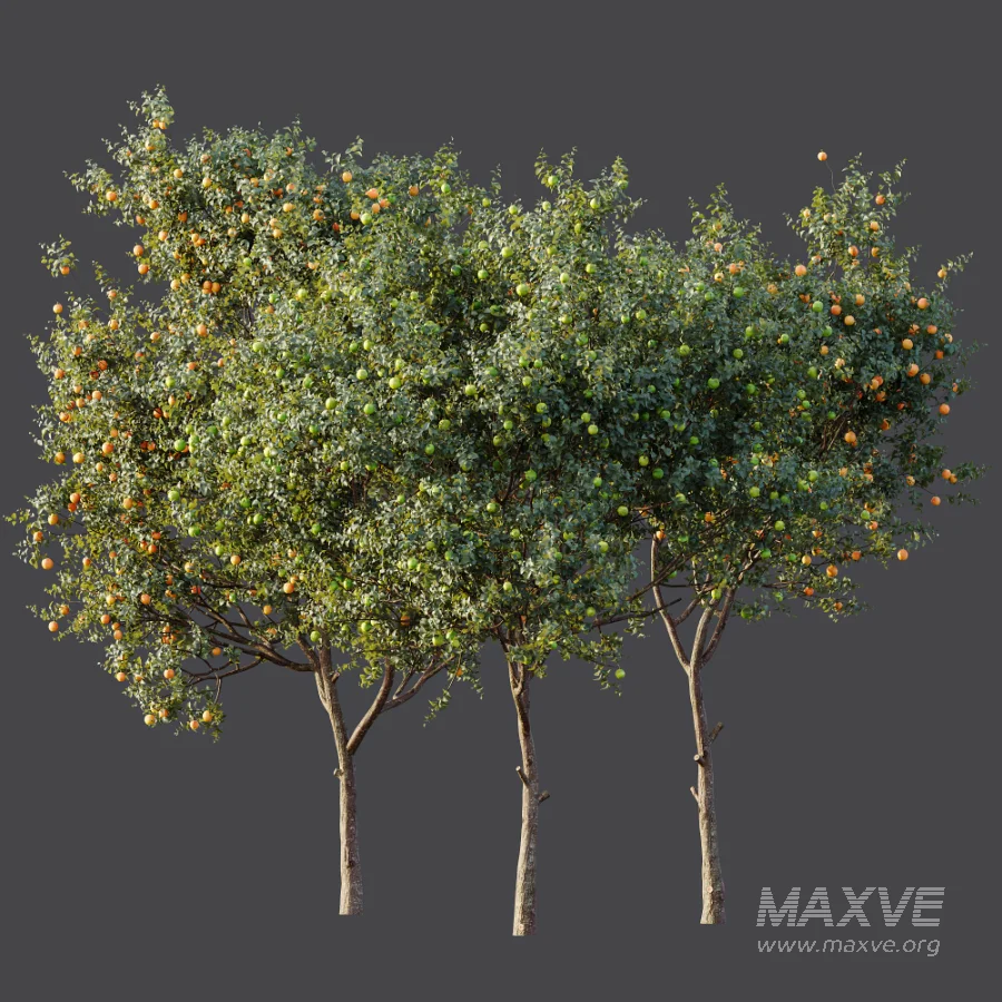 AV Plant Citrus Sinensis Orange Arancio Fruit Tree 01 - Image 11