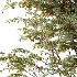 AV Plant Ziziphus Jujuba Chinesische Dattel Fruit Tree 01 - Thumbnail 4
