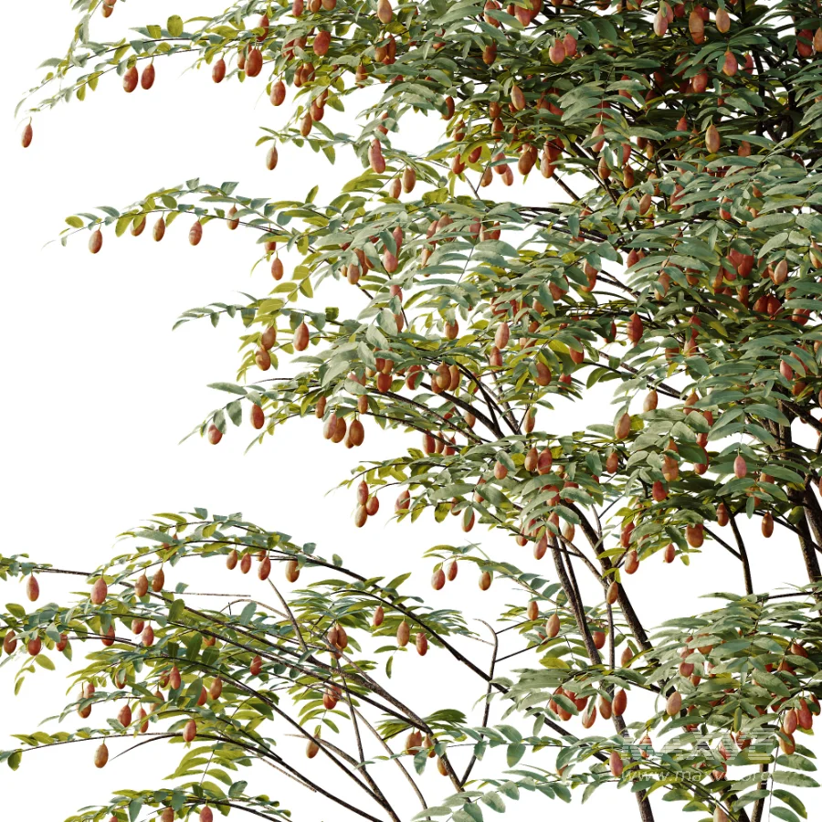 AV Plant Ziziphus Jujuba Chinesische Dattel Fruit Tree 01 - Image 4