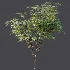 AV Plant Ziziphus Jujuba Chinesische Dattel Fruit Tree 01 - Thumbnail 7