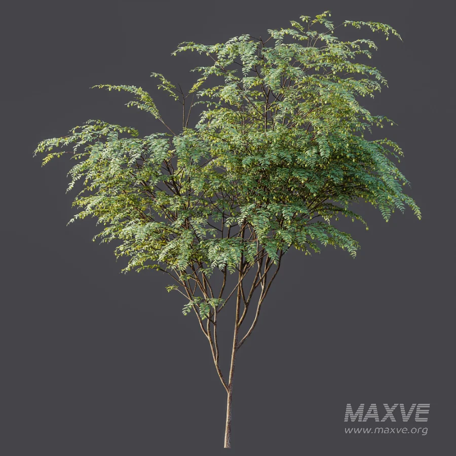 AV Plant Ziziphus Jujuba Chinesische Dattel Fruit Tree 01 - Image 7