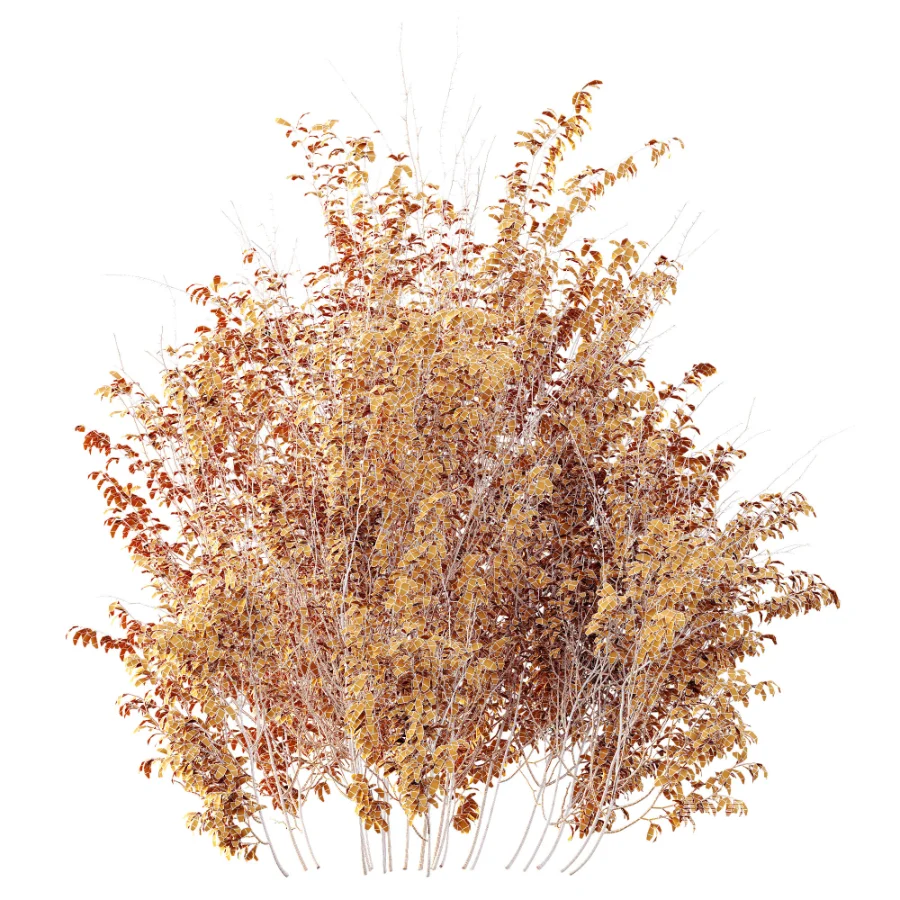 AV Plant Bush Common Broom Cytisus Scoparius 02 - Image 9