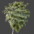 AV Plant Borassus Flabellifer Palm Tree 01 - Thumbnail 4