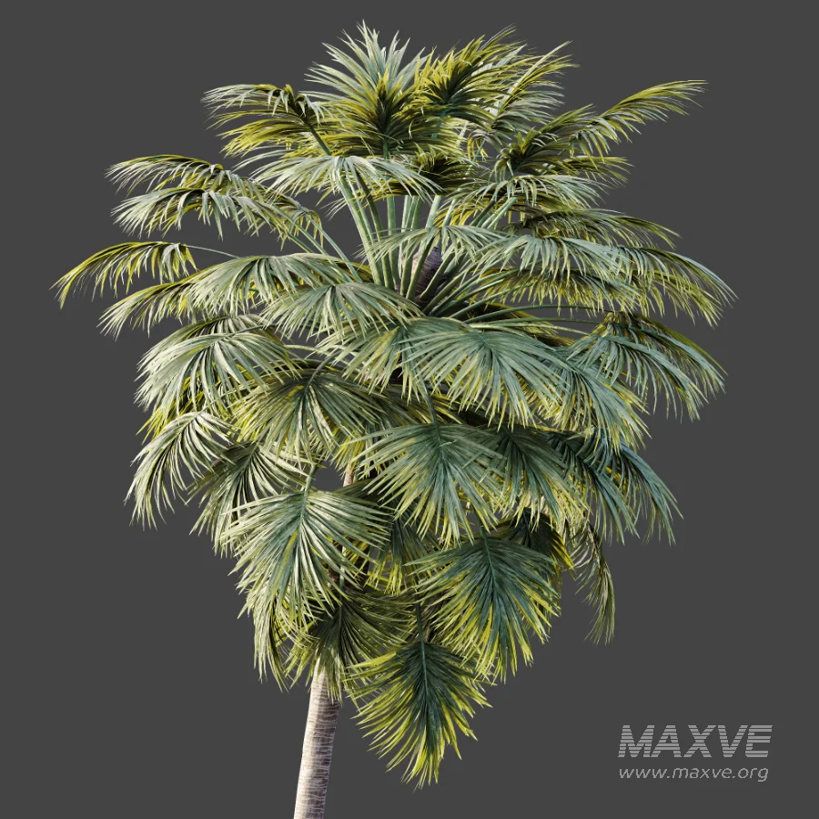 AV Plant Borassus Flabellifer Palm Tree 01 - Image 4