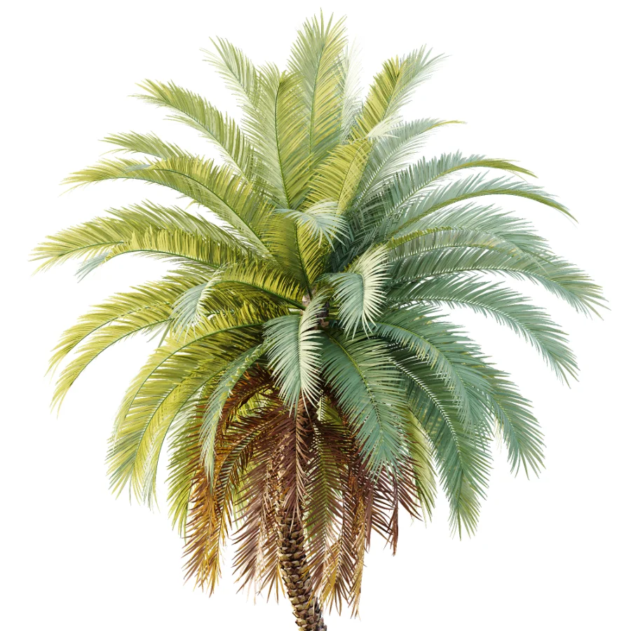 AV Plant Phoenix Sylvestris Palm Tree 01 - Image 1
