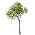 AV Plant Pear Pyrus Communis Fruit Tree 01 - Thumbnail 2
