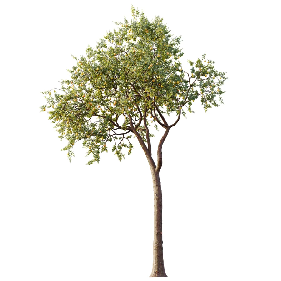 AV Plant Pear Pyrus Communis Fruit Tree 01 - Image 2