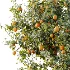AV Plant Citrus Sinensis Orange Arancio Fruit Tree 01 - Thumbnail 5