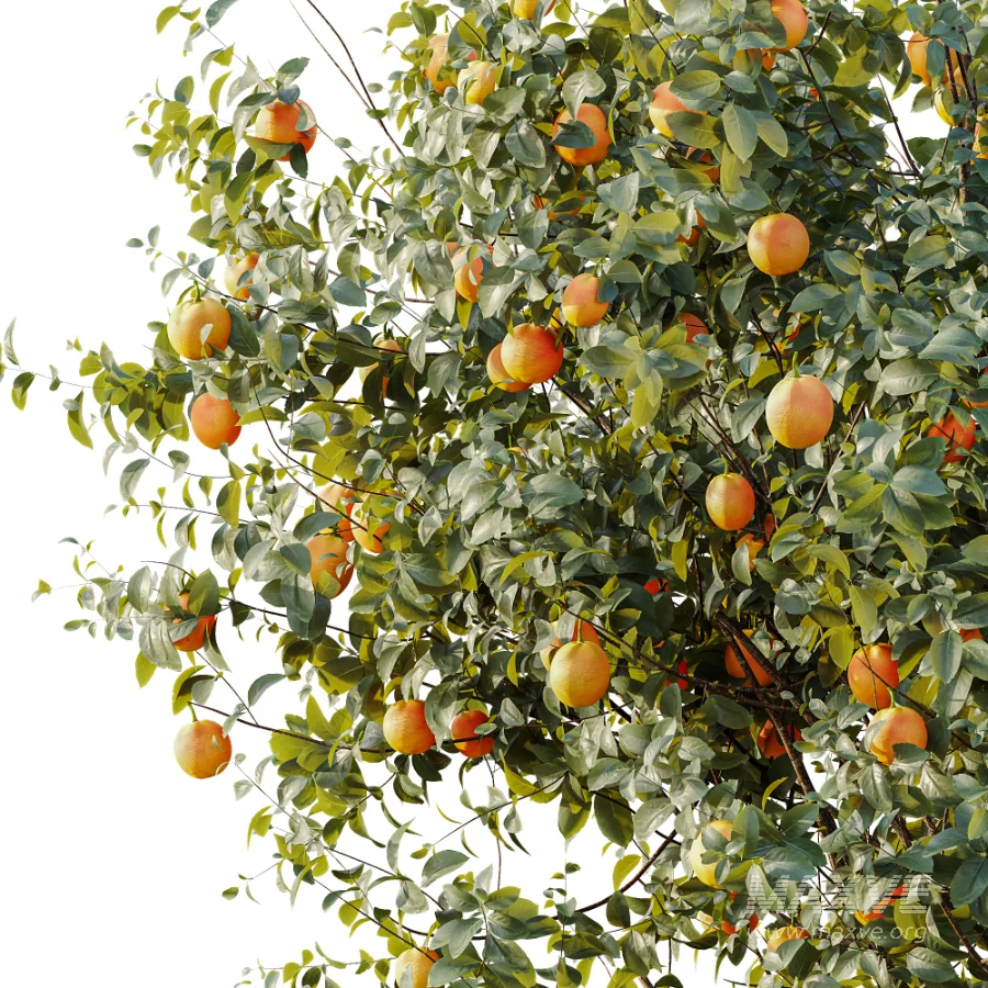 AV Plant Citrus Sinensis Orange Arancio Fruit Tree 01 - Image 5