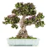 Bonsai Beauty 08 - Thumbnail 1