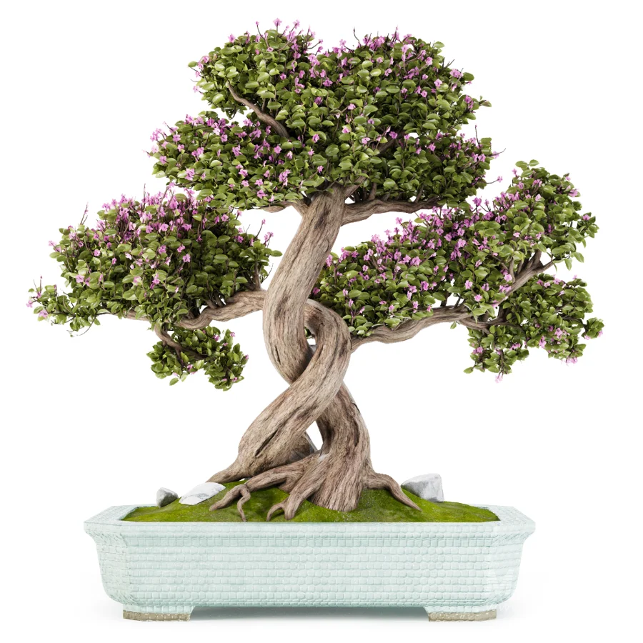 Bonsai Beauty 08 - Image 1