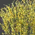 AV Plant Bush Common Broom Cytisus Scoparius 01 - Thumbnail 5