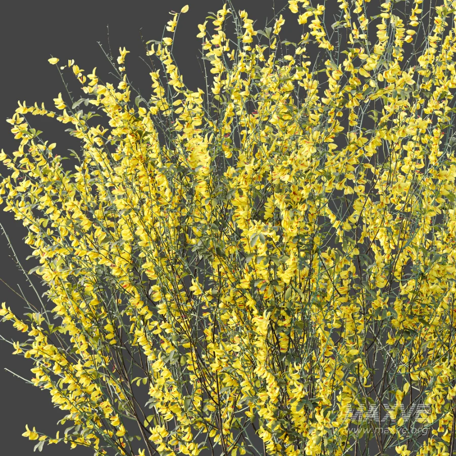AV Plant Bush Common Broom Cytisus Scoparius 01 - Image 5