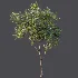 AV Plant Prunus Salicina Plum Pflaume Fruit Tree 01 - Thumbnail 6
