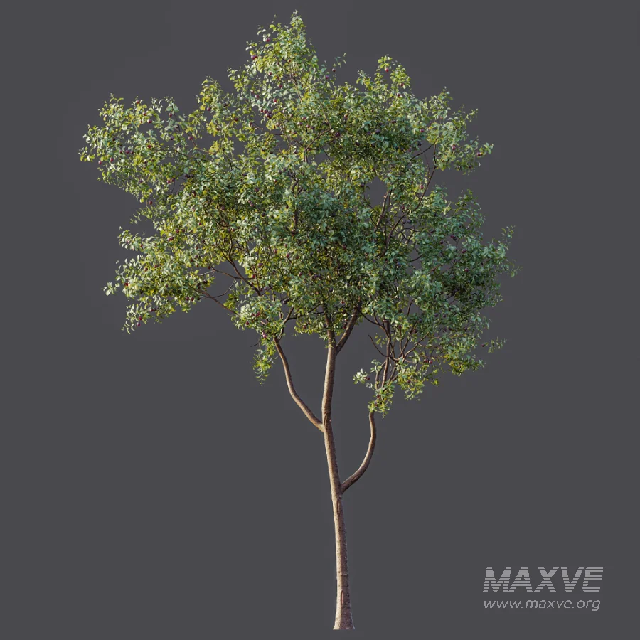 AV Plant Prunus Salicina Plum Pflaume Fruit Tree 01 - Image 6