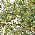 AV Plant Malus Pumila Apple Red Fruit Tree 01 - Thumbnail 2