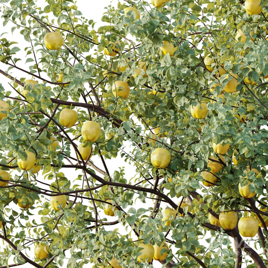 AV Plant Malus Pumila Apple Red Fruit Tree 01 - Image 2