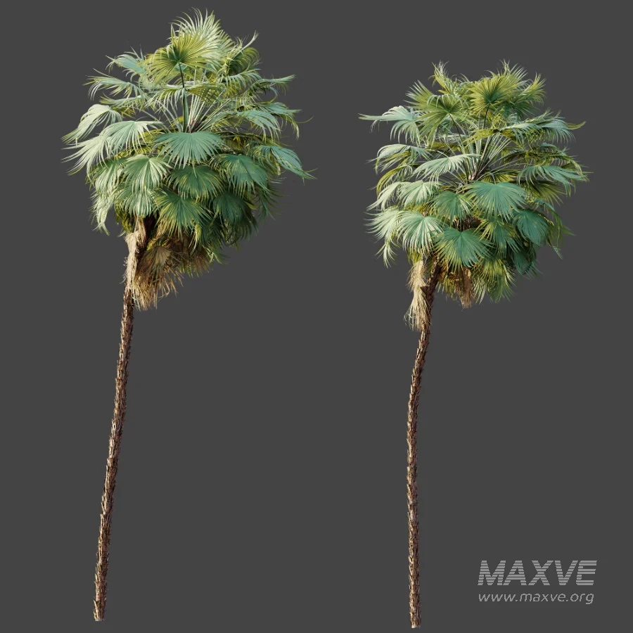 AV Plant Acoelorrhaphe Wrightii Palm Tree 01 - Image 8