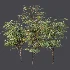 AV Plant Ziziphus Jujuba Chinesische Dattel Fruit Tree 01 - Thumbnail 11