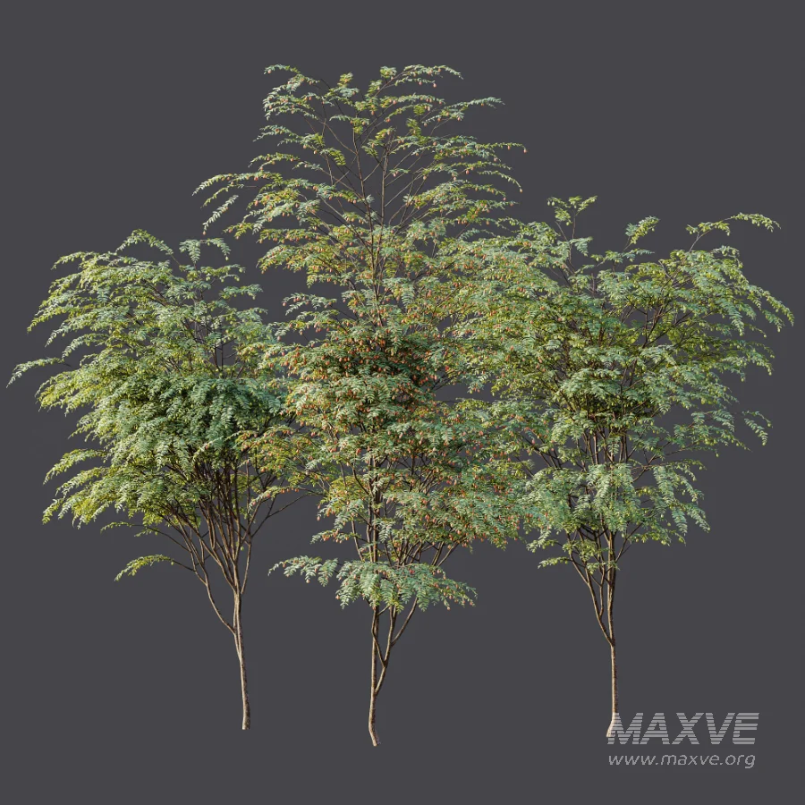 AV Plant Ziziphus Jujuba Chinesische Dattel Fruit Tree 01 - Image 11