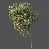 AV Plant Amygdalus Persica Peach Fruit Tree 01 - Thumbnail 5
