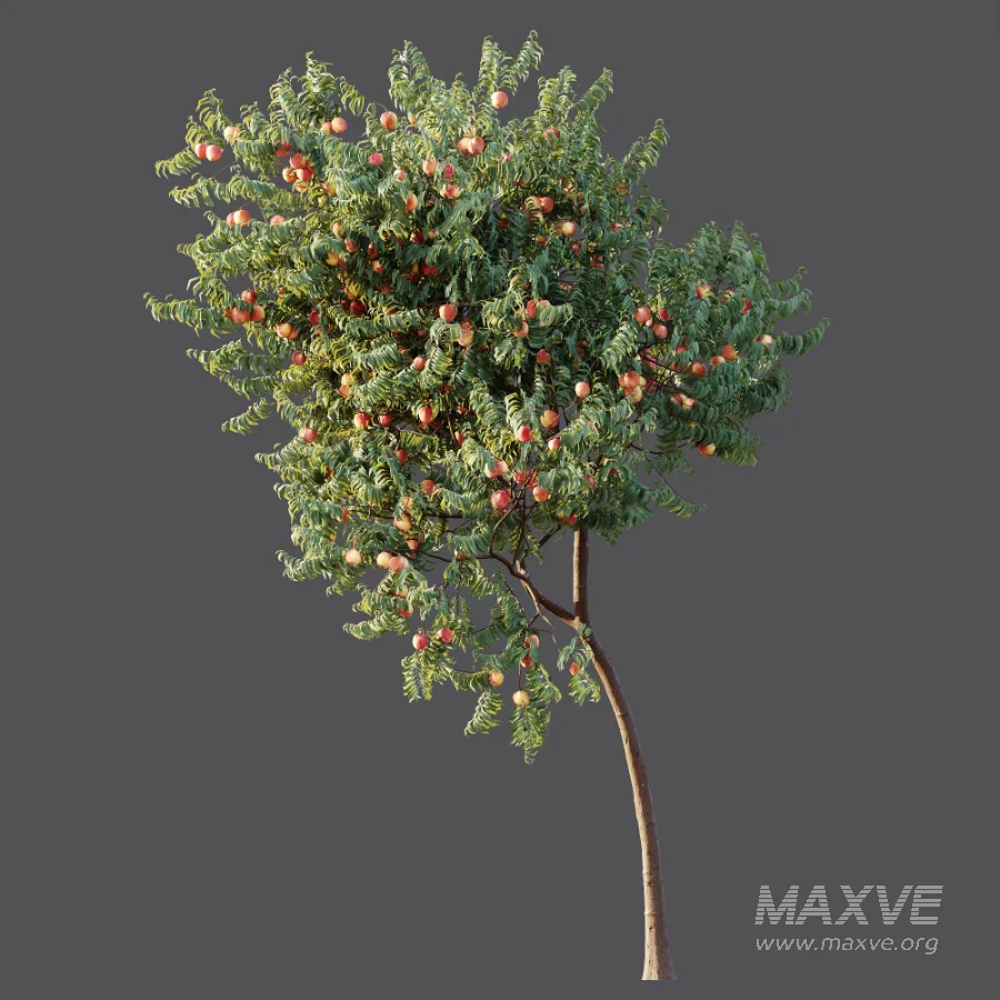 AV Plant Amygdalus Persica Peach Fruit Tree 01 - Image 5