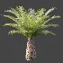 AV Plant Phoenix Canariensis Palm Tree 03 - Thumbnail 5