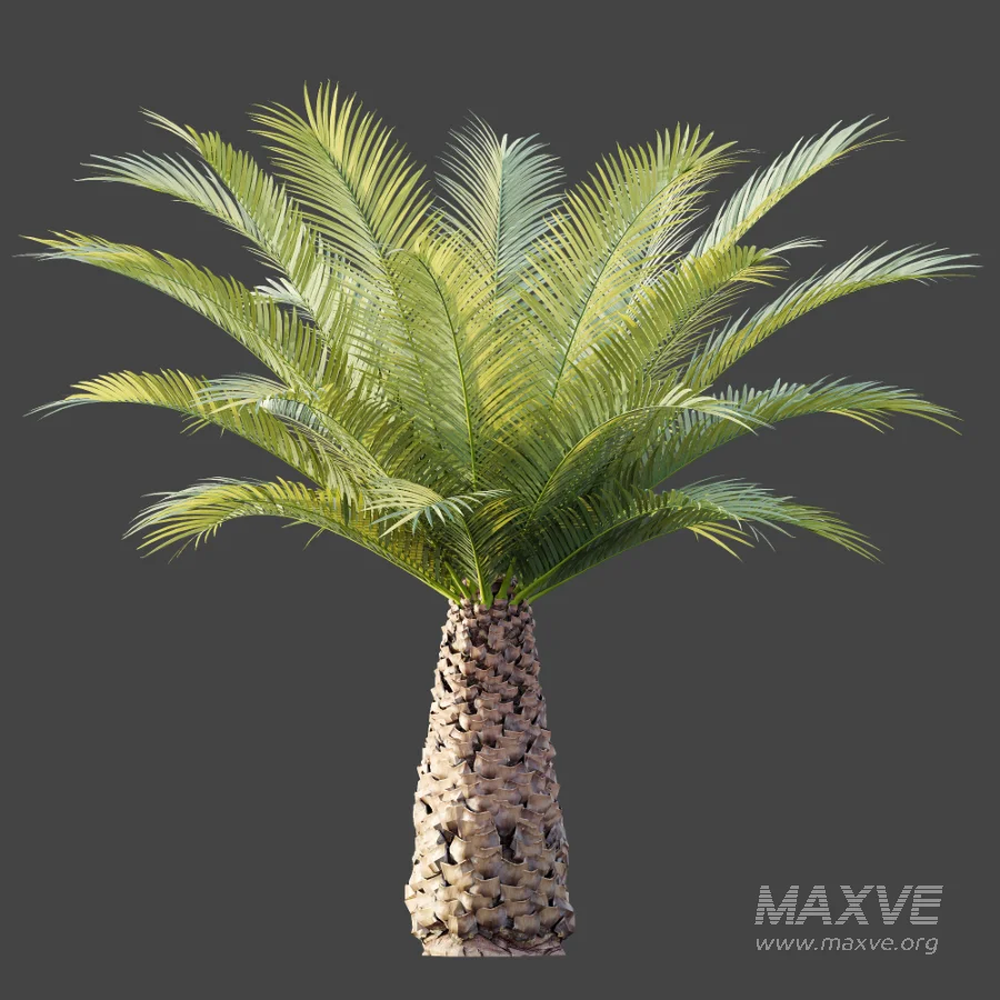 AV Plant Phoenix Canariensis Palm Tree 03 - Image 5