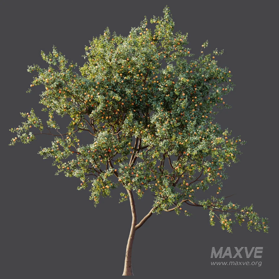 AV Plant Armeniaca Vulgaris Prunus Fruit Tree 01 - Image 5