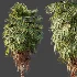 AV Plant Washingtonia Robusta Palm Tree 01 - Thumbnail 3