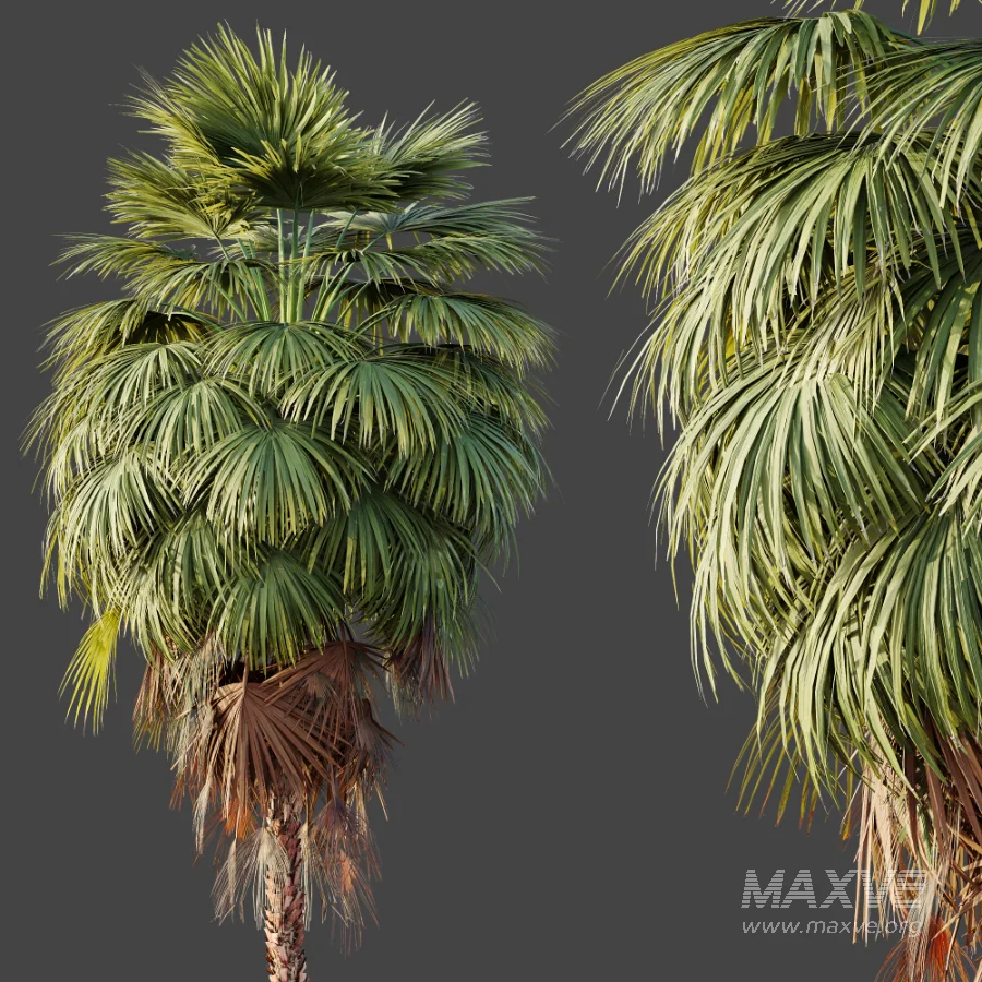 AV Plant Washingtonia Robusta Palm Tree 01 - Image 3