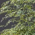 AV Plant Ziziphus Jujuba Chinesische Dattel Fruit Tree 01 - Thumbnail 10