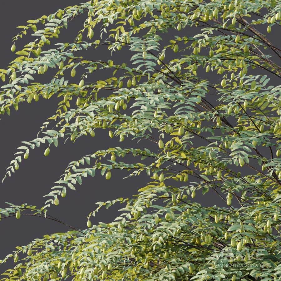 AV Plant Ziziphus Jujuba Chinesische Dattel Fruit Tree 01 - Image 10
