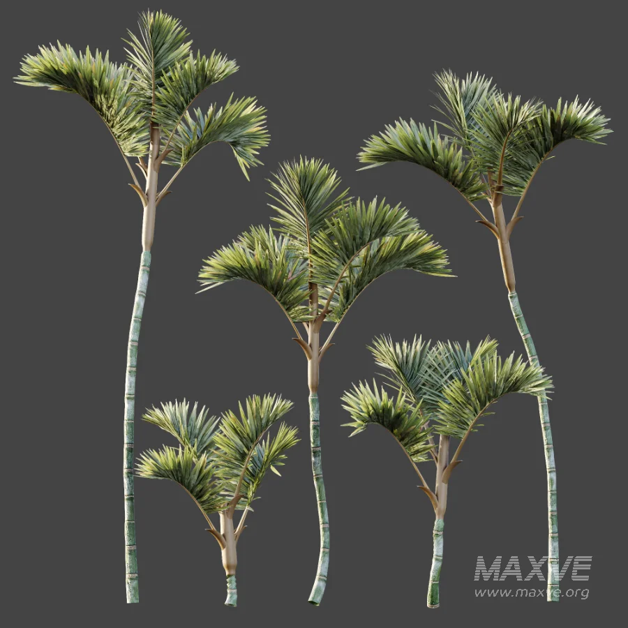 AV Plant Cyrtostachys Renda Palm Tree 03 - Image 9