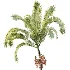 AV Plant Areca Catechu 6 Palm Trees 02 - Thumbnail 1