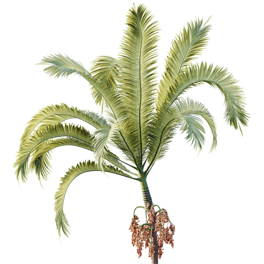 AV Plant Areca Catechu 6 Palm Trees 02 - Image 1