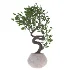 indoor-plant-012 - Thumbnail 2