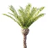 AV Plant Phoenix Canariensis Palm Tree 01 - Thumbnail 1