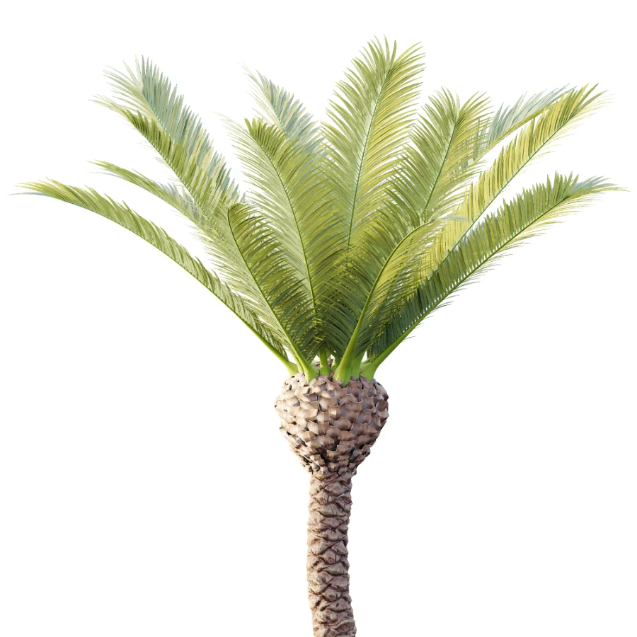 AV Plant Phoenix Canariensis Palm Tree 01 - Image 1