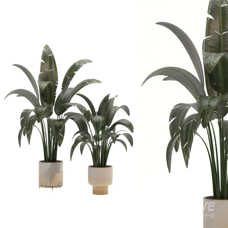 indoor-plant-025 - Image 2