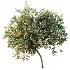 AV Plant Amygdalus Persica Peach Fruit Tree 01 - Thumbnail 4